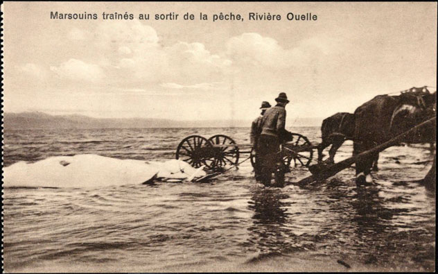 Pêcheurs de marsouin à Rivière-Ouelle
